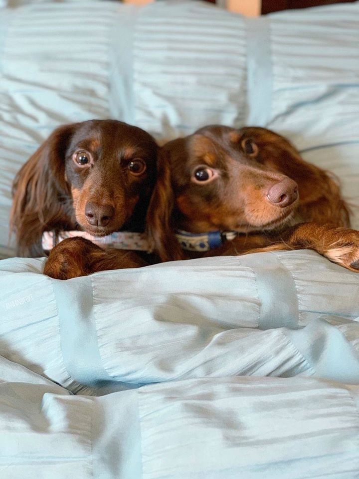 SleepZone,Bedding,LanaAndLuke,Puppies,Pillow,ComforterSet
