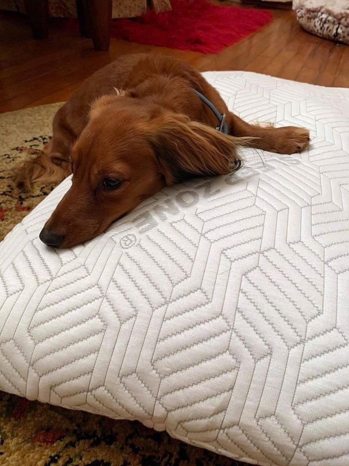 SleepZone,Bedding,LanaAndLuke,Puppies,Pillow,ComforterSet
