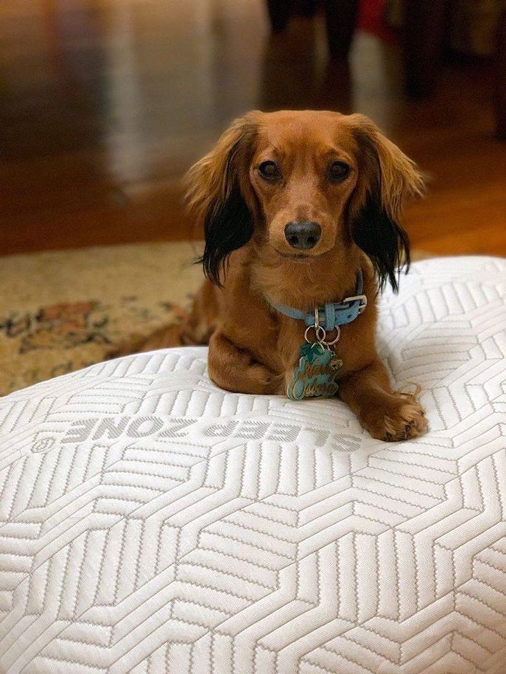 SleepZone,Bedding,LanaAndLuke,Puppies,Pillow,ComforterSet