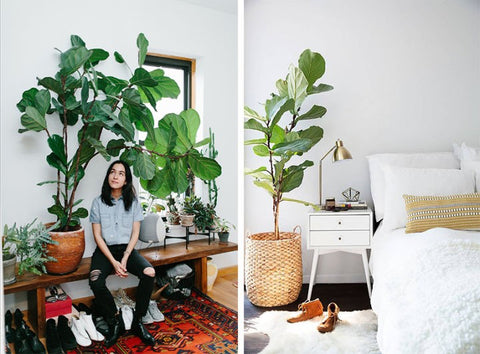 Jean Ficus Cunia