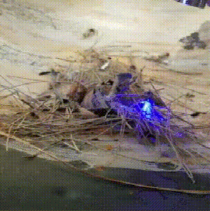 Laser Torche | Laser de Poche