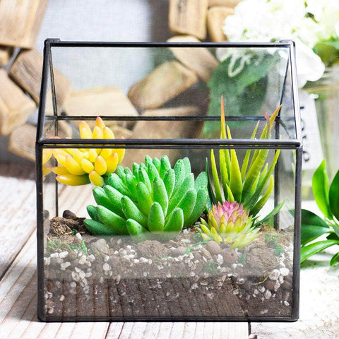 House-Shaped Terrarium
