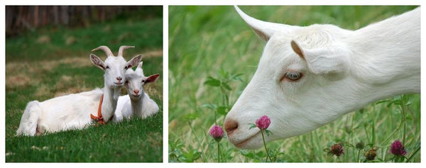 goats for cashmere material