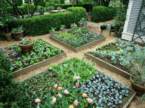 Edible Garden