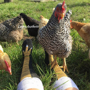 Original Chicken Legs Socks (1 Pair ) - Novelty Socks Funny Gift