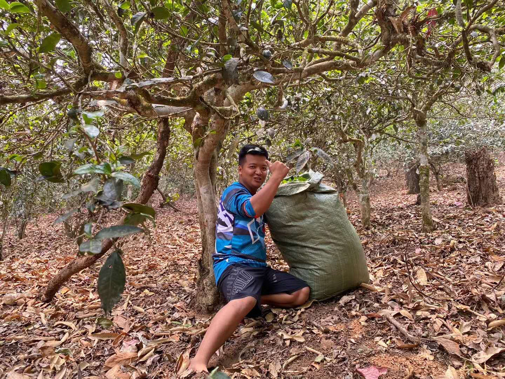 Da Fa in his tea garden